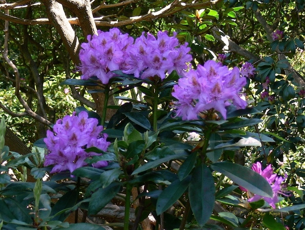 Bois des Moutiers (322) Mai 2012